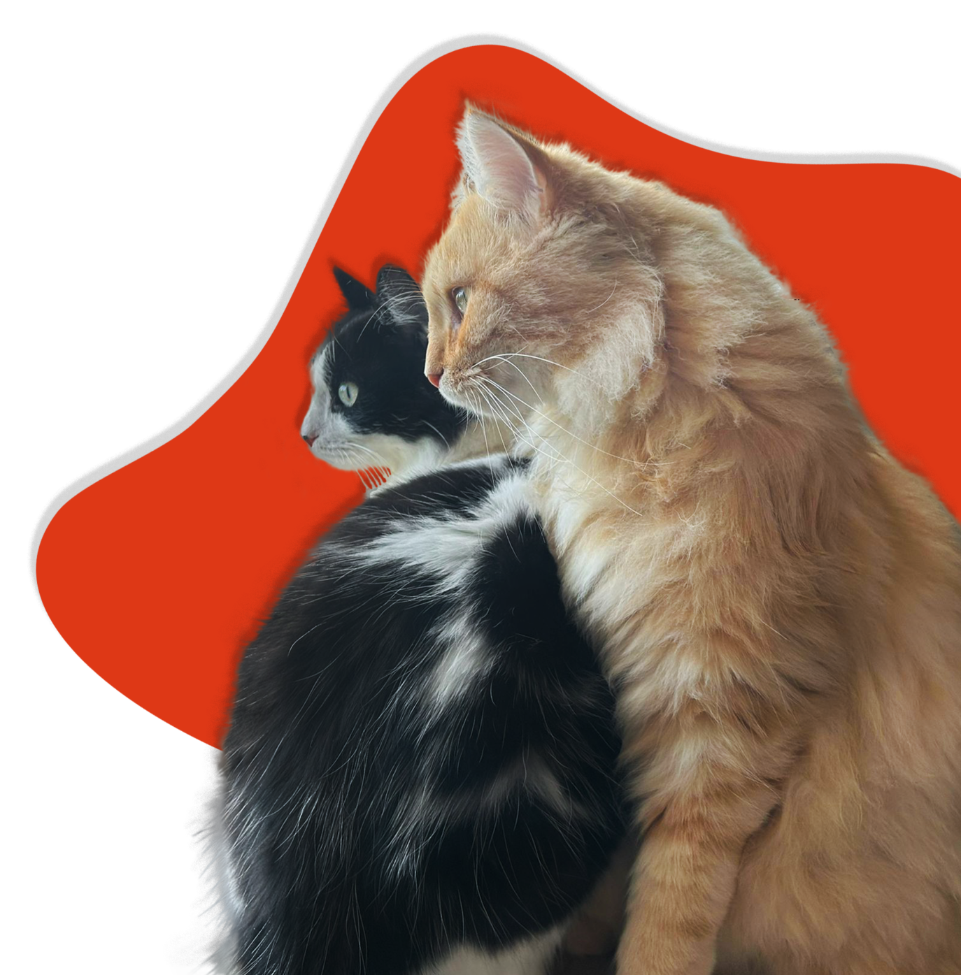 Lomaly | Création de site internet dans l'Yonne | Logo